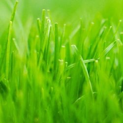 Lawn Care