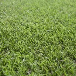 Sir Grange - Turf Close Up Image